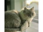 Adopt Gisselle a Siamese