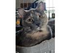 Adopt Lauren a Tortoiseshell