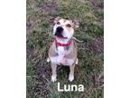 Adopt Luna a Terrier, Hound