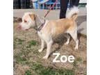 Adopt Zoe a Yellow Labrador Retriever