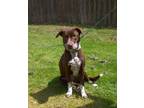 Adopt Mother Hubbard a German Shorthaired Pointer