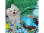 Maltese Puppy for sale in Greensburg, KY, USA
