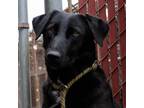 Adopt Mattia a Labrador Retriever