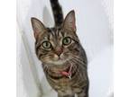 Adopt Persia a Tabby