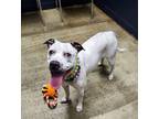 Adopt Scallop - Deaf **REDUCED ADOPTION FEE** a Pit Bull Terrier