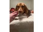 Adopt Shimmer a Beagle