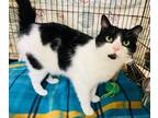 Adopt Checkers a Domestic Short Hair