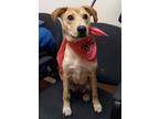 Adopt Sheryl a Whippet, Mixed Breed