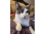 Adopt Luna Bell a Domestic Short Hair