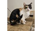 Adopt Holly Allis a Calico, Domestic Short Hair