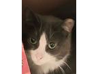 Adopt Anne Marrianne a Russian Blue, American Shorthair