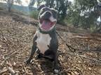 Adopt Penny a American Staffordshire Terrier