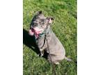 Adopt Penny a American Staffordshire Terrier