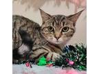 Adopt Darcy a Domestic Short Hair, Tabby