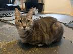 Adopt Gemini a Tabby