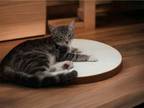 Adopt Stormy a Domestic Short Hair, Tabby