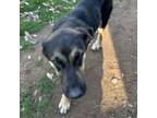 Adopt Willow a Shepherd, Mixed Breed