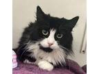 Adopt Journey a Domestic Long Hair