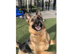 Adopt Jean a German Shepherd Dog