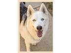 Adopt Bella Coachella a Husky