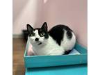 Adopt Scout a Domestic Short Hair