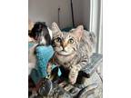 Adopt Allie a Tabby