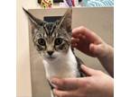 Adopt Dot Dot a Domestic Short Hair