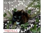 Adopt Tortilla a Domestic Short Hair