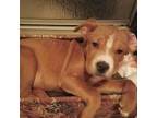 Adopt Holly a Labrador Retriever, Boxer