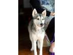 Adopt Princess Elsa a Husky, Shepherd