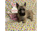 Cairn Terrier Puppy for sale in Lexington, NC, USA