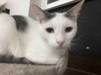 Adopt Eastwood a Domestic Short Hair