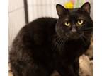 Adopt Floyd a Domestic Short Hair