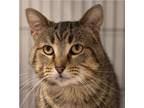 Adopt Cosmo a Domestic Short Hair