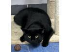 Adopt Georgi a Domestic Short Hair