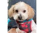 Adopt Hector a Maltipoo