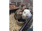 Adopt Harry and Sally a Holland Lop
