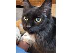 Adopt Burgundy a Maine Coon