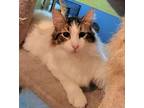 Adopt Crown Milo a Maine Coon, Oriental Short Hair