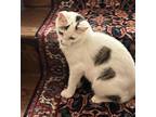 Adopt Starbuck a Turkish Van, Domestic Short Hair