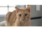 Adopt Winnie (Winston) a Tabby, Domestic Short Hair