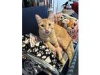 Adopt Swiss a Domestic Short Hair, Tabby