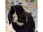 Adopt Onyx a Holland Lop