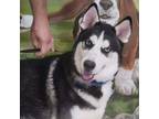 Adopt Bruce a Siberian Husky