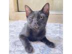 Adopt Coco a Domestic Short Hair