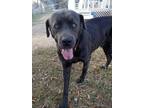 Adopt Big Blue a Cane Corso