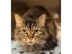 Adopt Kimber a Domestic Medium Hair