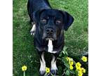 Adopt Madre a Mastiff