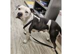 Adopt Hs258069 / Marley a Pit Bull Terrier