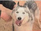 Adopt Luna a Siberian Husky